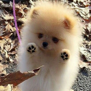 Meet your Posher, Vilma